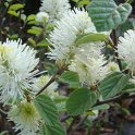 Fothergilla gardenii P28 (2)